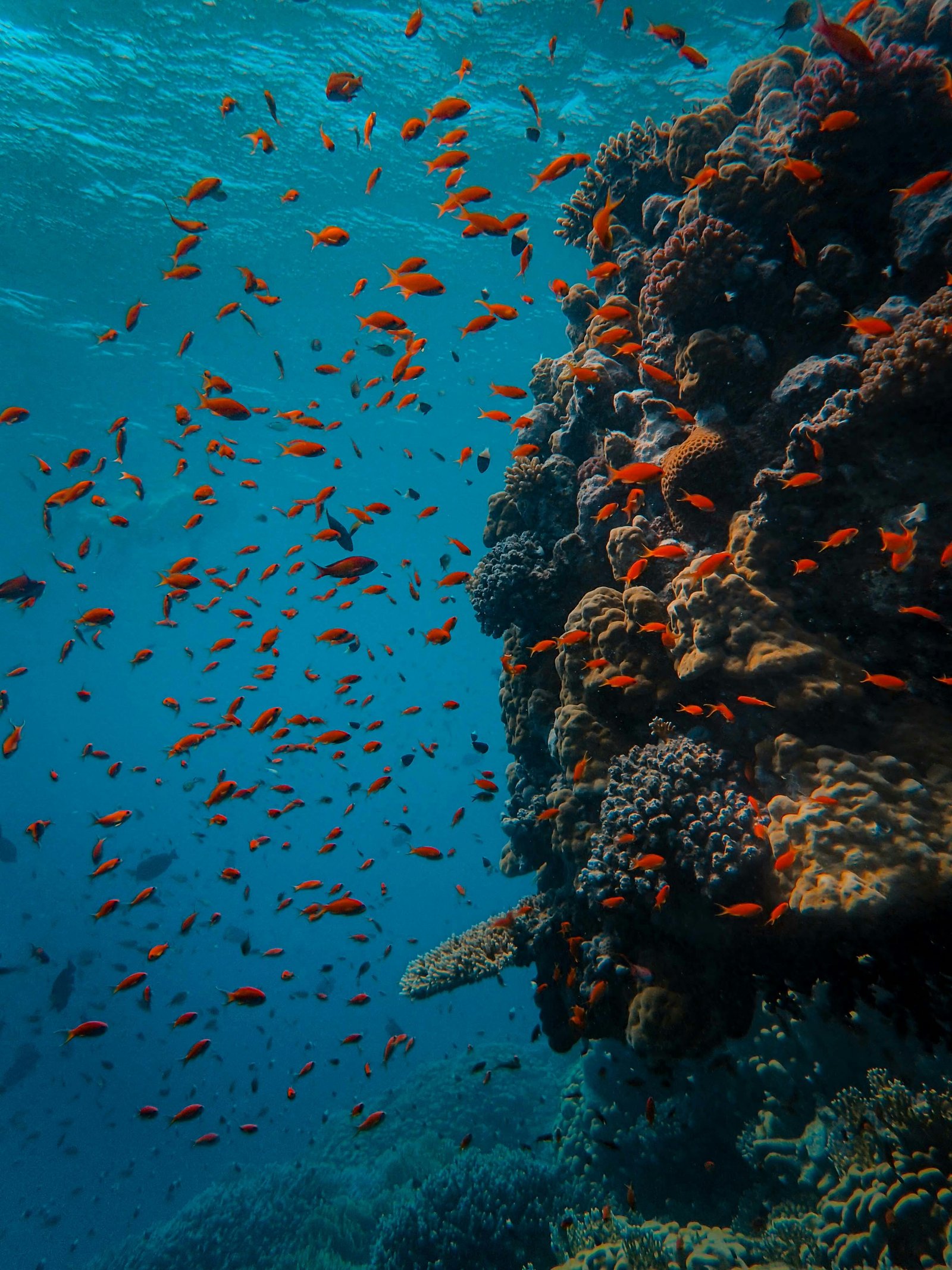 Side Hustles and Part-Time Jobs for Animal Lovers in the UK